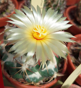 Coryphantha bumamma
