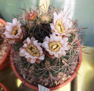Gymnocalicium saglionis