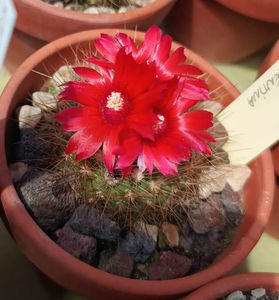 Parodia penicillata var nivosa