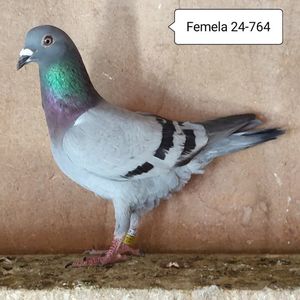 Femela 24-764