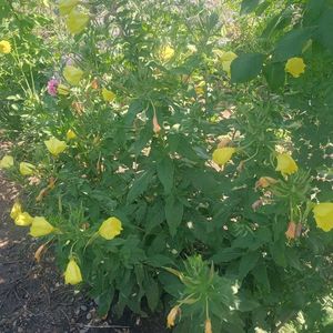 oenothera biennis
