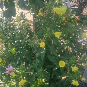 oenothera biennis