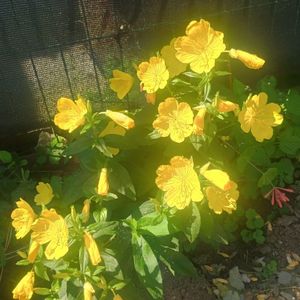 oenothera frutticosa