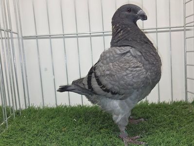MASCUL 25 -