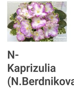 Poza net