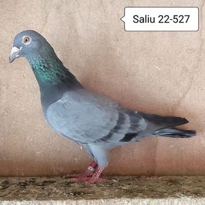 Mascul 22-527