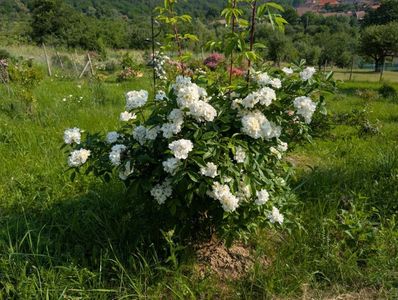 PXL_20250607_055724121