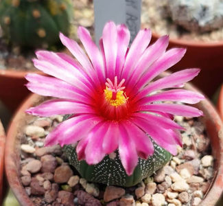 Astrophytum asterias akabana