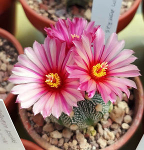 Astrophytum asterias akabana 2