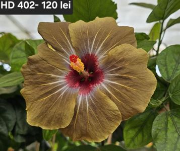 Messenger_creation_1817C84F-29A1-4FFC-A86C-1B0016891C07