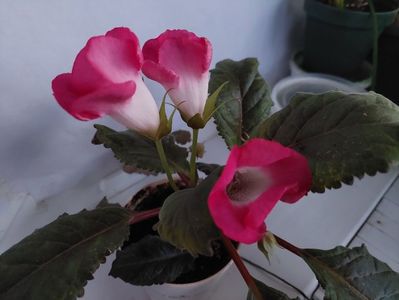 Luci s Sweet Pink(24-06-2025)