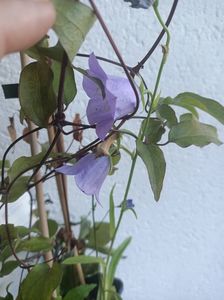 Campanula