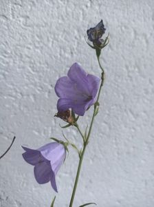 Campanula