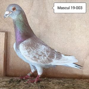 Mascul 19-003