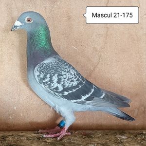 Mascul 21-175