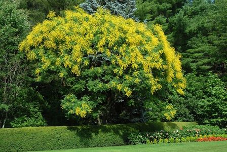 Koelreuteria paniculata