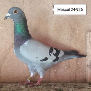 Mascul 24-926