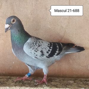 Mascul 21-688