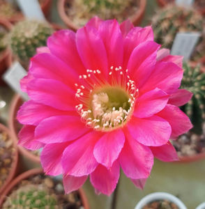 Echinopsis Nong Tao Jin 