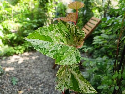 Acer conspicuum Red Flamingo