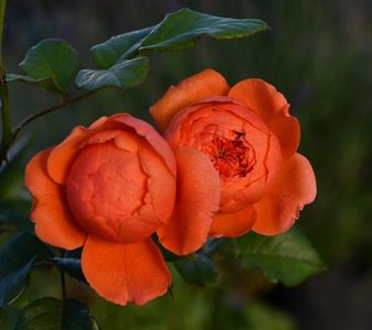 Summer Song (tufa) 70 lei