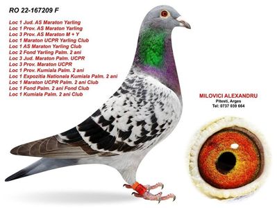 Originală Milovici 50%Matei Dan