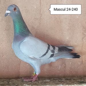 Mascul 24-240