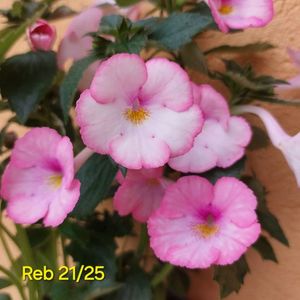 IMG-2025.06.24