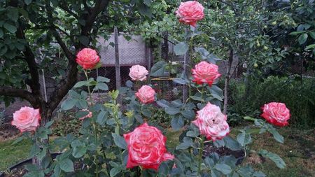 f409775d-0e38-4da9-a79d-070f580eac53-1_all_57611