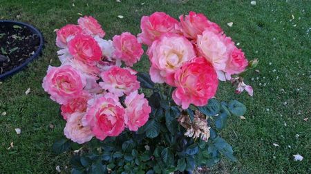 f409775d-0e38-4da9-a79d-070f580eac53-1_all_57604