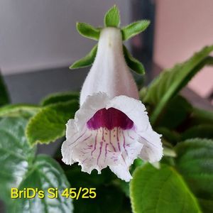 IMG-2025.06.26