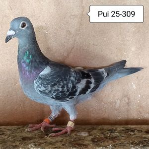 Pui 25-309