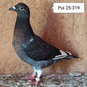 pui 25-319