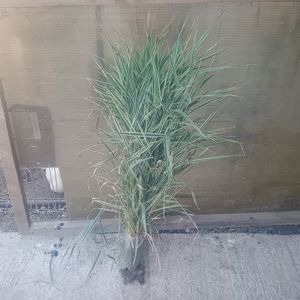 iarba variegata