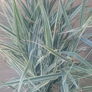 Iarba decorativa Arundo donax variegata