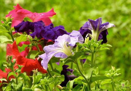 Petunia 1
