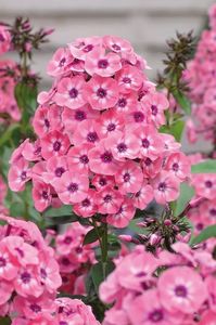 phlox Larisa