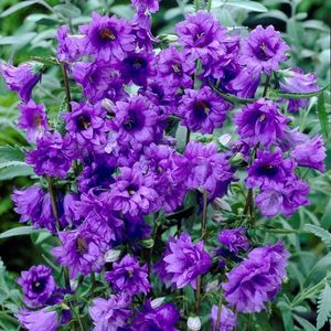 campanula-trachelium-bernice-