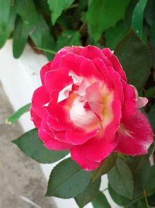 20250627_063547(0)