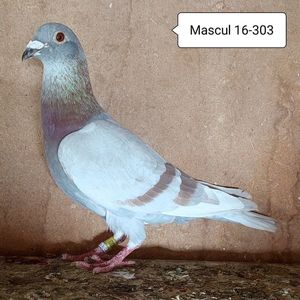 Mascul 16-303