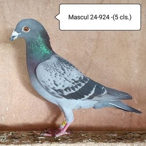 Mascul 24-924