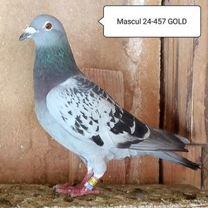Mascul 24-457