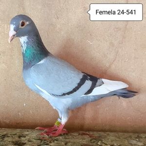 Femela 24-541