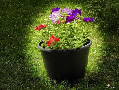 Petunia 2
