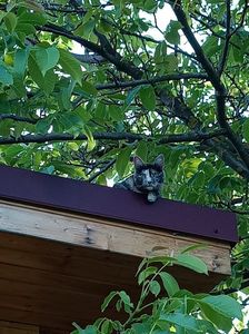 Pantera Neagră de Moeciu 1.; ... că tot se caută o Panteră Neagră zilele ăsta, evadată dintr-o Grădină Zoologică din Bulgaria.
