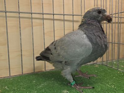 FEMELĂ RO 25 - 80 - DE VÂNZARE; FRILL ÎN PIEPT
