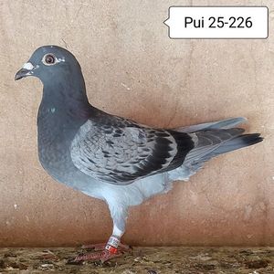 Pui 25-226