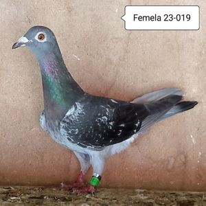 Femela 23-019
