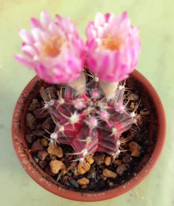 Gymnocalycium mihanovichii variegata