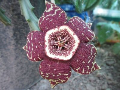 Orbea variegata